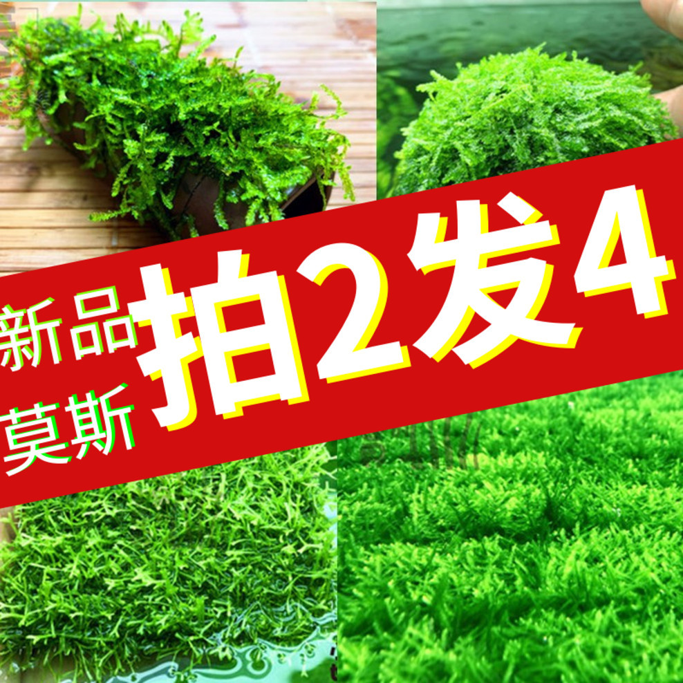 莫斯水草鱼缸沉木造景散装鹿角苔火焰垂泪松茸怪厥三角懒人草坪 种苗花卉网