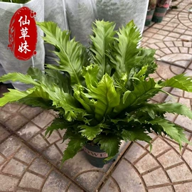 宿根花卉;一二年生花卉;灌木