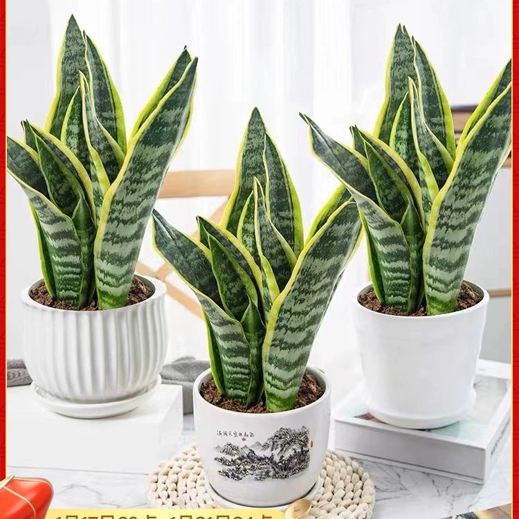 Зеленое растение с золотистыми краями, тигровая кожа, орхидея, зеленое растение в горшке, гидропонное комнатное суккулентное растение, цветок для гостиной, большой бонсай, формальдегид, балкон