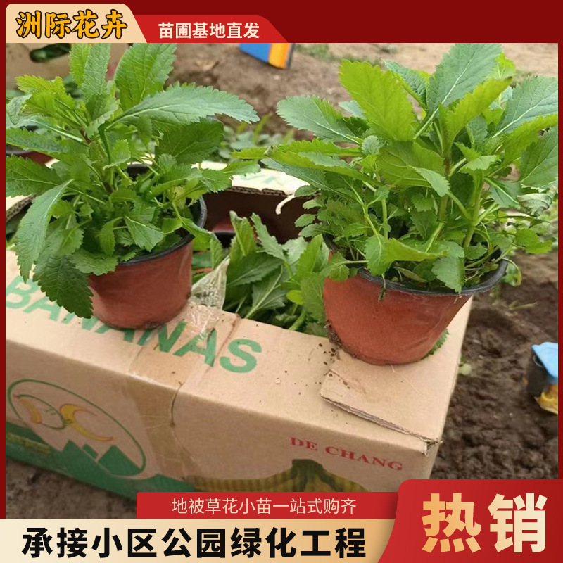 Willow Verbena Santos Verbena Qingzhou Grass Flower Verbena Flower…