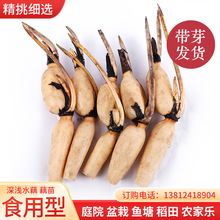 ʳɏźNN߮aʳɏźɻN^pźɏź