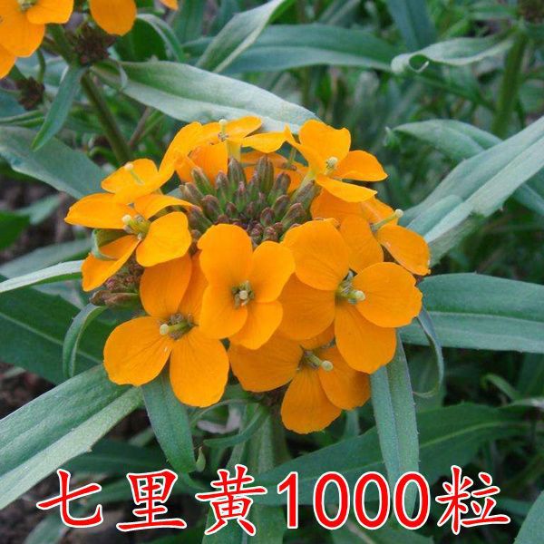 Semillas de flores, plantas en macetas, balcón, jardín, margarita, girasol, lavanda, pétalos dobles, semillas de girasol