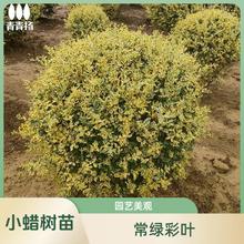 yСϞСϞ~@G򻨾ֲ@ͺ͟