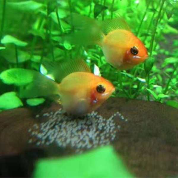 Jinbo Ziyu Live Pikachu Short Sea Phoenix Fish Freshwater Small…