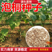 泡桐树种子轻型木质木材树木白花大果泡桐空桐树工程绿化新采种籽