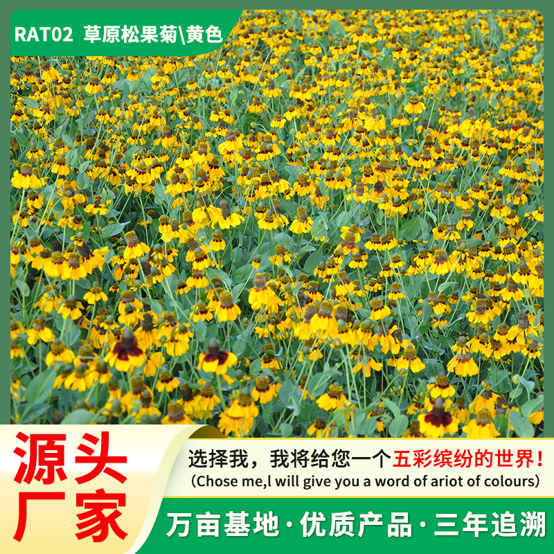 草原松果菊花种子花坛室内阳台花境绿化耐寒易活切花工程花卉种子