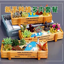 多肉植物组合盆栽套餐多肉DIY微景观材料包含盆含土室内绿植包邮