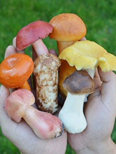 Ұ��Ģ��ʳ�þ�ģ�����^�u�ͼt�Sţ�ξ����p��¶