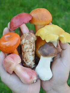 Ұ��Ģ��ʳ�þ�ģ�����^�u�ͼt�Sţ�ξ����p��¶