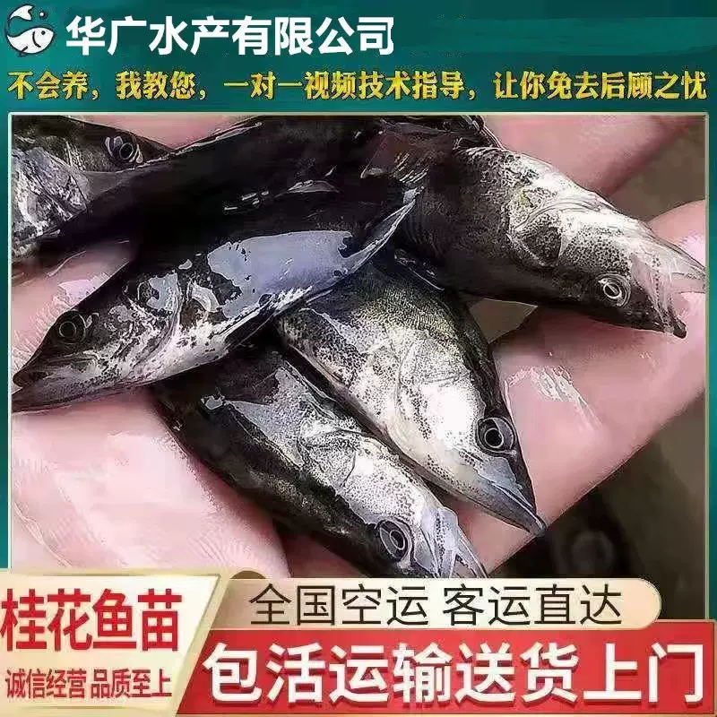 包活到家桂花鱼苗桂花鱼鳜鱼苗花鲫季花鱼苗淡水养殖活体
