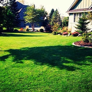 Lawn Grass Seeds, Evergreen, Pruning-Free Slope Protection, Soil-Fixing, Manila Carpet Turf Seeds, Greening and Drought-Resistant