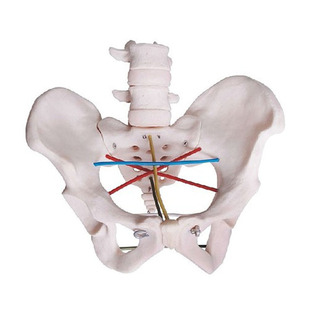 Pelvic Measurement Teaching Model Pelvic Measurement Model Km/F24