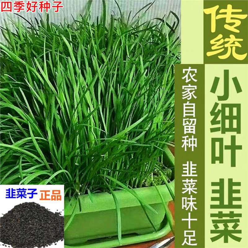 四季韭菜种子/老品种小细叶韭菜种籽浓香阳台盆栽大田留种四季种