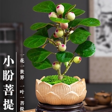 菩提树盆景小盼菩提盆栽带果中式禅意植物室内观果绿植创意微景观