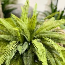 ����ާ�ֲ���R��ľ�쾰�Gֲ�ٲ�˹�ݔ[�O�W�t�Ĕz���߼Ҿ��b�