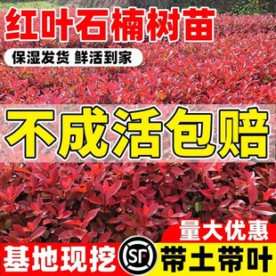 �t�~ʯ骘��������ļ����������Ե��Իh�ʘ�t�_�e����ֲ��G����