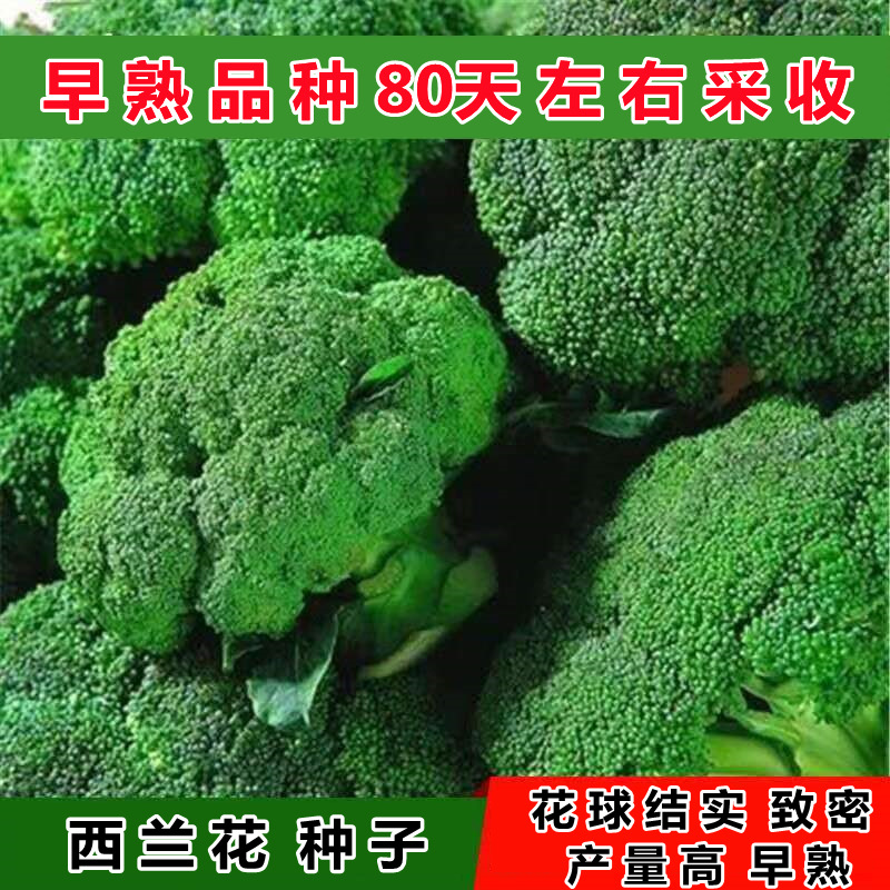 西兰花种子高产四季耐寒易种绿花菜青花椰松花菜庭院菜园蔬菜种孑