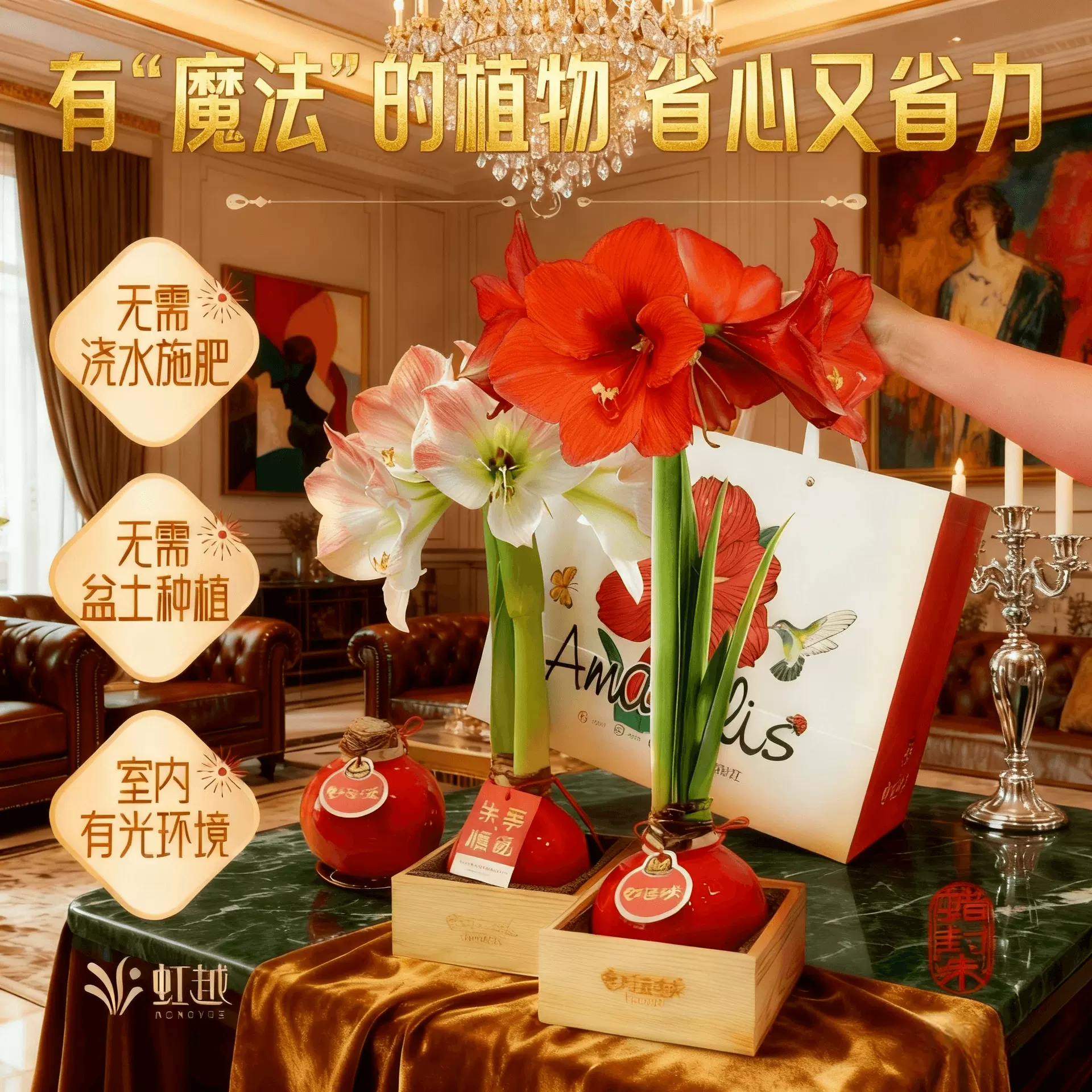 虹越进口朱顶红蜡球重瓣花孔雀送礼新年伴手礼手提礼盒蜡封朱顶红