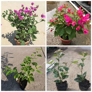 С�^�^���辰 �t������÷���� �@�־G����������÷�S��