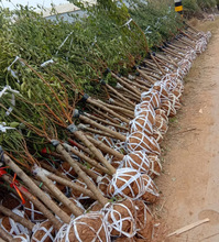 һ�����l�ͺ��t÷���������ͥԺ�������ļ�����ֲ�����t÷�D÷