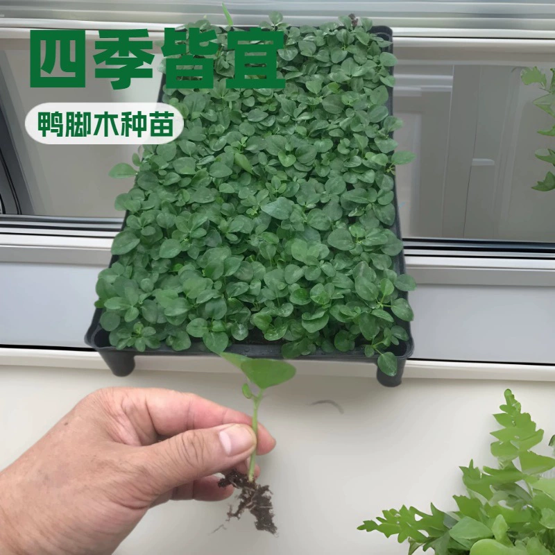 Источник база большой запас утиной лапки древесины (крыжовник) рассада озеленение цветочные семена рассада оптом