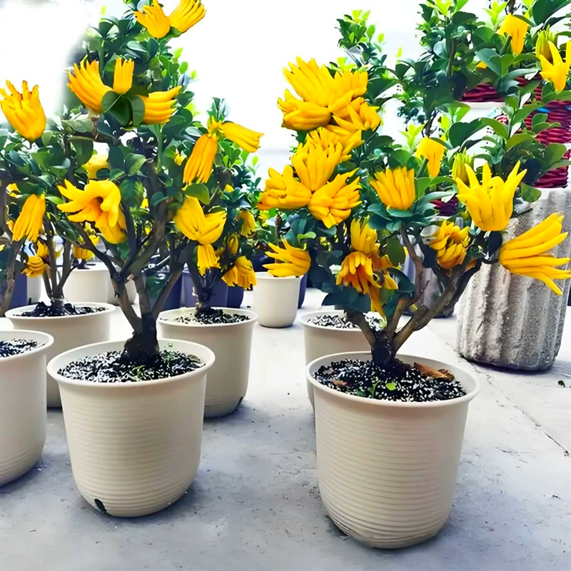 Рассада руки Будды, горшечное растение с фруктами, бонсай из бархатца Цзиньхуа, съедобное растение, балкон, двор, цветок, зеленое растение, простое в уходе