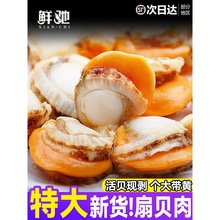 扇贝肉新鲜冷冻大号带黄带膏商用海鲜水产红贝批发黄蚬子鲜活