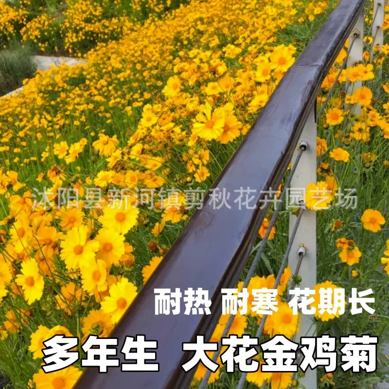 Кореопсис семена многолетних цветов Four Seasons легко жить семена цветов Семена Кореопсис семена цветов пейзаж семена цветов