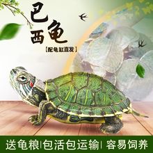 巴西龟送龟粮活体宠物龟大小乌龟苗情侣公母活物龟批发厂家直发