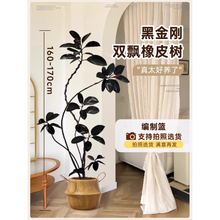 [분위기 떠다니는 가지] 이중 떠다니는 가지 고무나무-1.6- 1.7m -짠 바구니-보내기 트레이