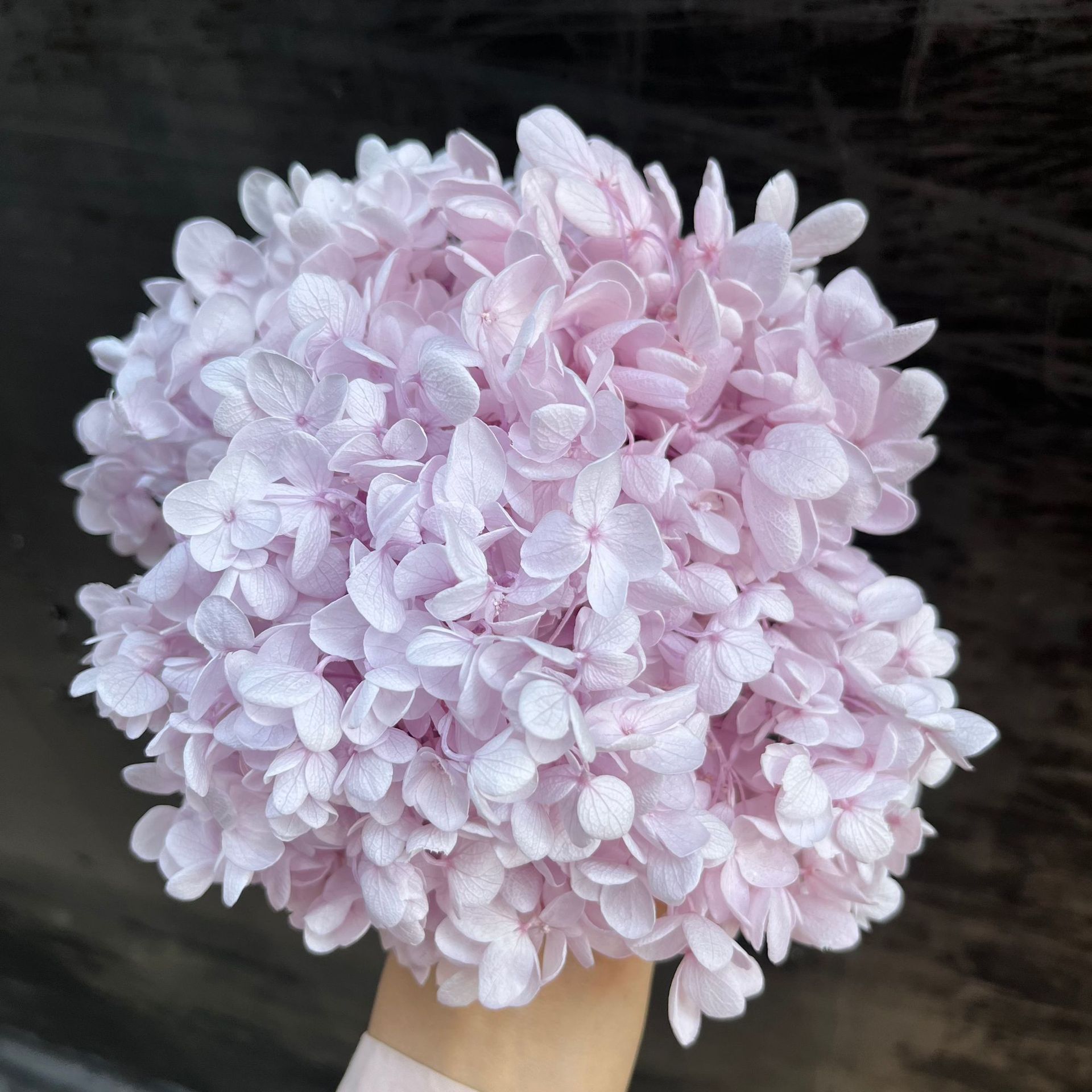 Rosa claro púrpura-100g/caja