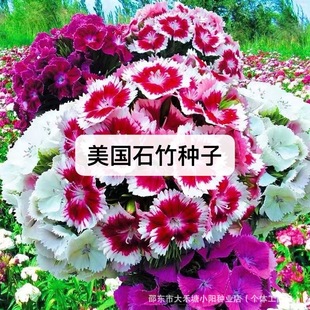 ����ʯ��N���ļ��ͺ����������ʯ��N�������̨ʯ�񻨻ܷN����