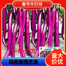 һ�����l����һ̖�L�ѷN�����ش������Ӵ�ȫ���ļ����߲˷N����