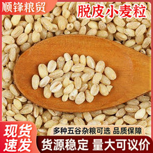 农家脱皮小麦粒批发 供应可做面包熬粥材料小麦仁 五谷杂粮供应