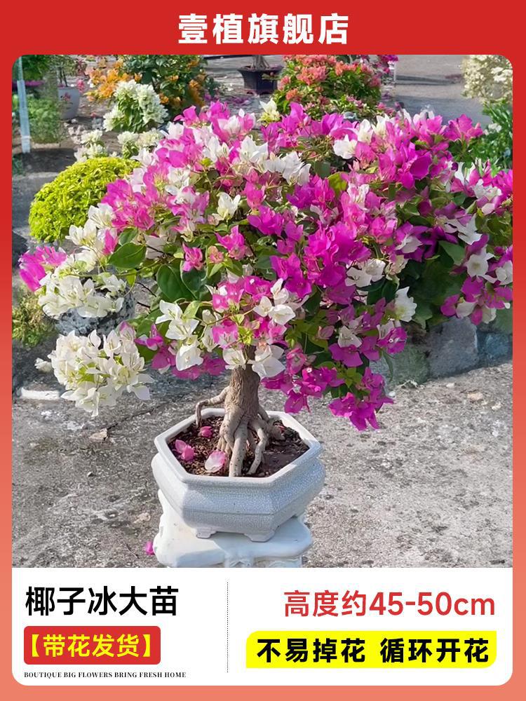 [꽃과 함께 배송] 코코넛 아이스 모종 [45-50cm丨꽃이 쉽게 떨어지지 않음丨계절에 꽃이 핀다]