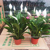 White palm potted plants, smooth sailing hydraulic plant rooms, good flowers, green dill green plants, green palms, red palm blooming