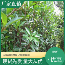 l󃞻ݷƷNRȫ^쾰̾G