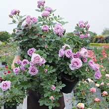 �{ɫ�L���¼��������Թ�ľ���¼���֭�̨ͥԺ�����{ɫ���õ��