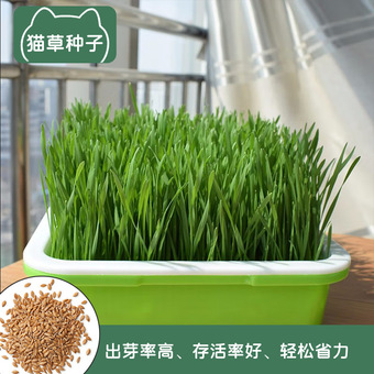 猫草种子批发 盆栽小麦草种子无土水培化毛草 猫咪零食去毛球
