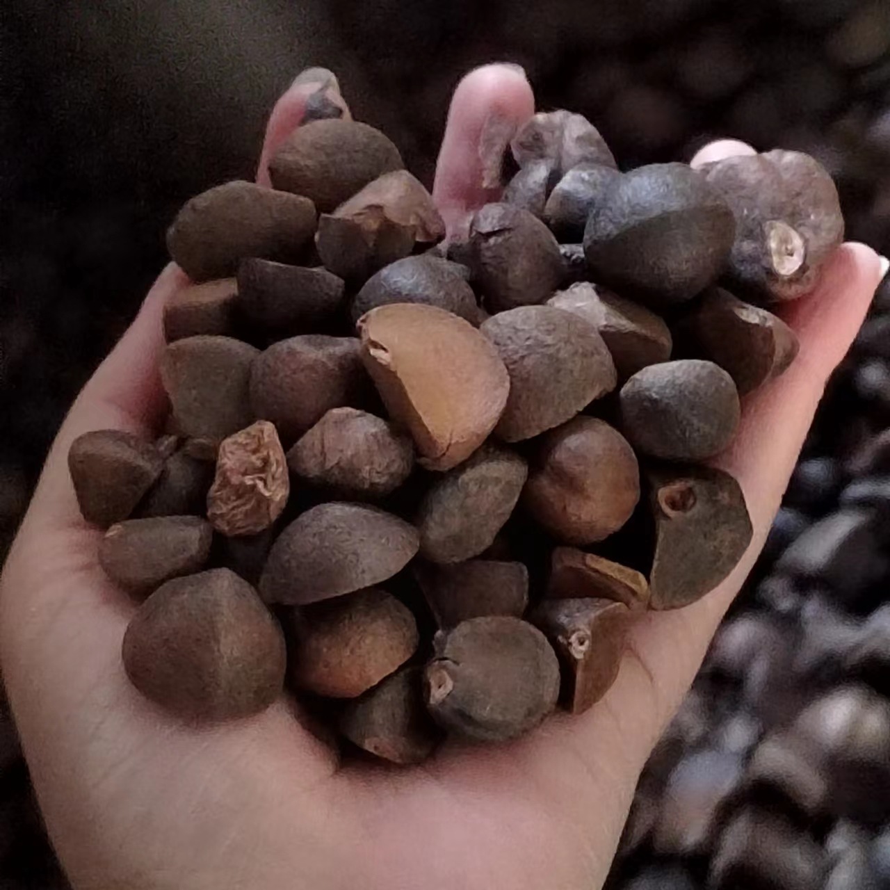 特产地茶籽批发江西高山茶油压榨木本油料天然油茶籽油干油茶籽仁