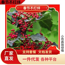 һ�����l���ڻ�������Ĵ���t�۟o����������ͥԺ��ʳ���໨����