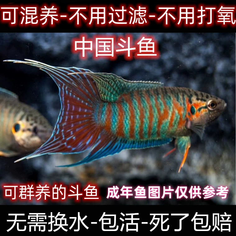 Живая петушка Betta (Jupulan) — декоративная бойцовая рыба, выносливая, размеры 2–8 см