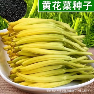 �S���˷N��һ���ļ���Ұ�˷N���Ϸ���ᘲ��߲˷N��