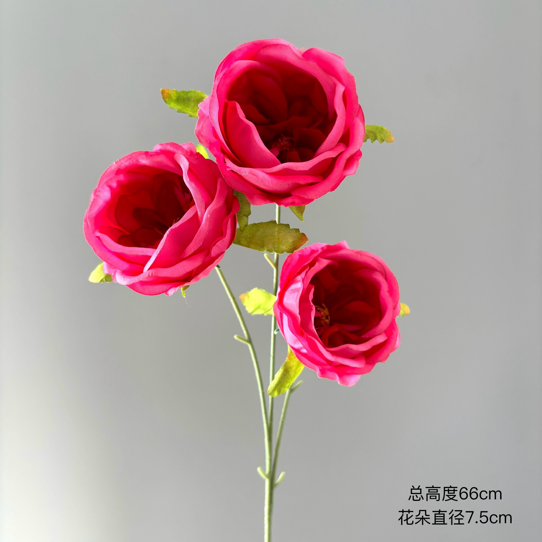 3개의 높은 가지 오스틴