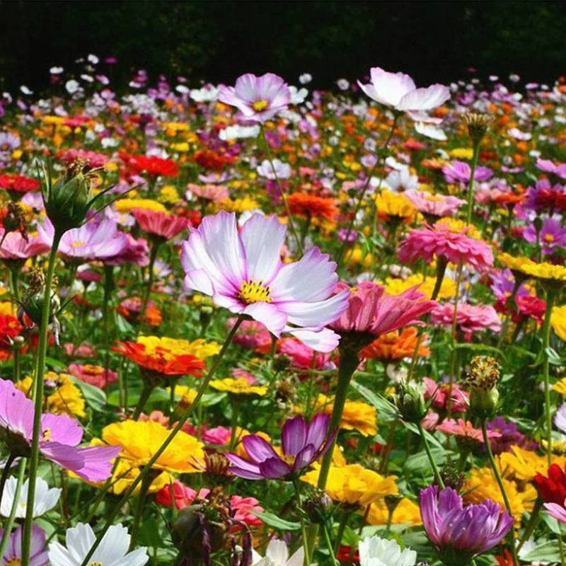 Четыре сезона посев Космос Семена Gesang цветок семена дикий цветок сочетание озеленение проект трава цветок семена