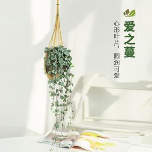 �L�ٷ������˜I�͏dֲ����m�ٗl�Gֲ�������ֵ�ڒ젝���҃ȵ��@