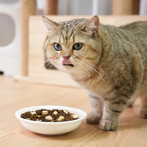 Hörmann Macaron Colored Ceramic Bowl Maca Cat Bowl Cat Food Bowl Adapted to Real Smart Feeder Universal for Cats and Dogs