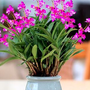 Dendrobium Officinale Lazy Hydroponic Potted Plant Is Blooming and Easy to Grow in All Year Round Indoor Color-Absorbing Green Plant Flower Dyed Dendrobium Orchid Perfume