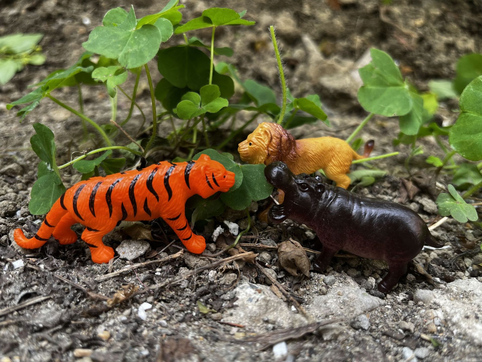 B5ADF2E869E87B8EA5D501800F5559