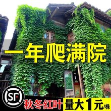 爬山虎爬藤植物室外花苗三叶五叶庭院四季不落叶爬墙虎花卉真绿植